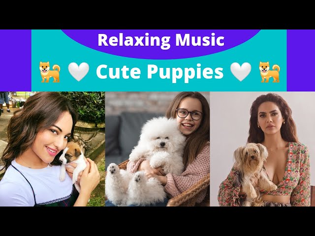 Cute Puppies 🐕 Funny Puppies Playtime 🐕‍🦺 Cute Puppies Doing Funny Things 🦮 Relaxing Music #srshorts