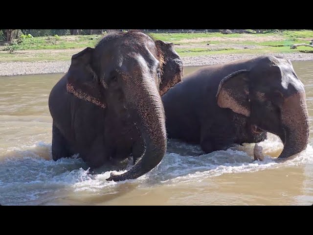 River Fun for Best Friends Tang Mo & Ram Ruay! - ElephantNews