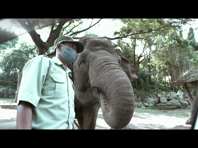 cinematic Vlog 2021 #tamansafari prigen