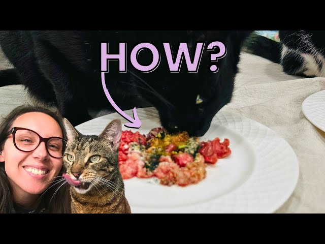 Answering your homemade cat food questions