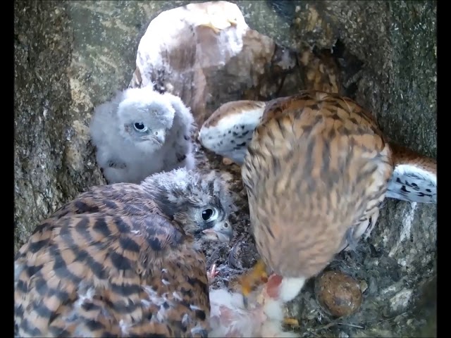 Surrogate Kestrel Chick Investigated by Female | Rescued & Returned to the Wild | Robert E Fuller