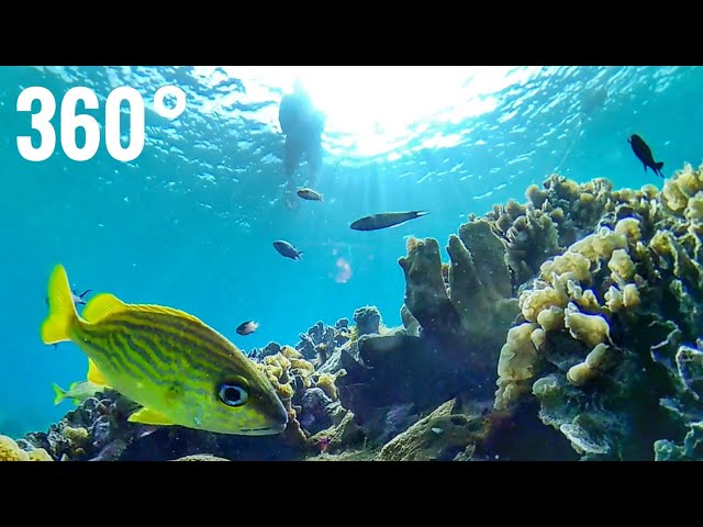 360 Video | Carribbean Reef Fish UP CLOSE and Personal!