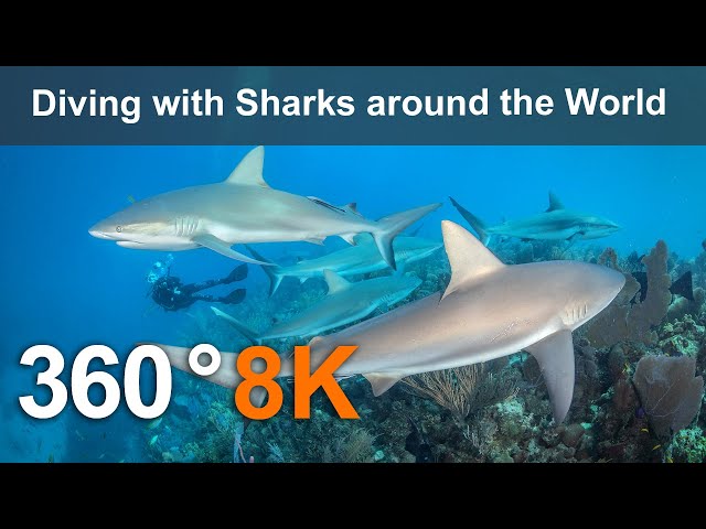 Diving with Sharks around the World. Underwater 8K 360 video.