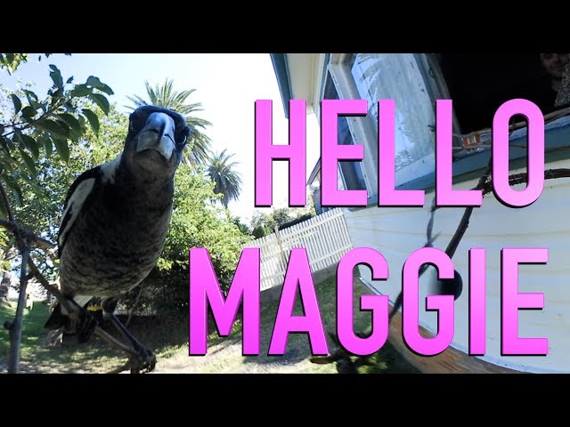 Hello Magpie!