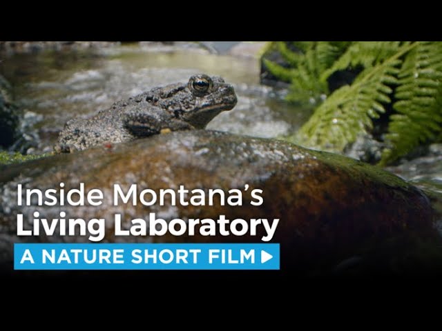 Inside Montana's Living Laboratory | A NATURE Short Film