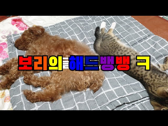 #냥이(보리) 해드뱅뱅 ㅋㅋ# 목포정쓰파파