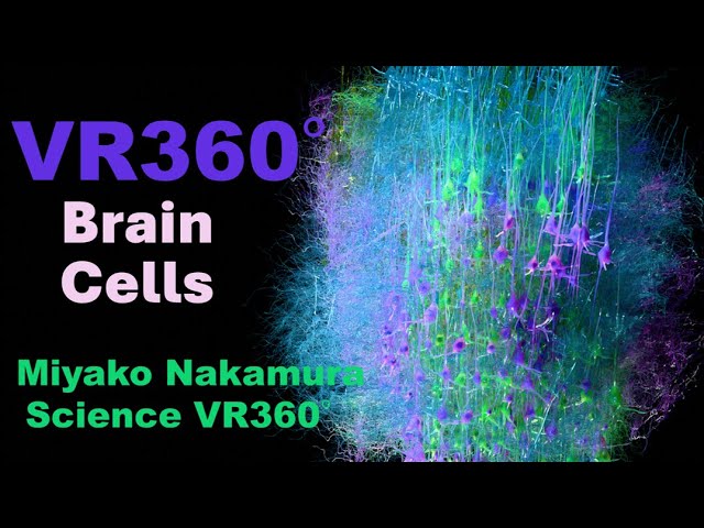 脳のかけらに入ってみましょう。It’s a forest of neural cells！Let’s step into the model of the brain’s small cube.