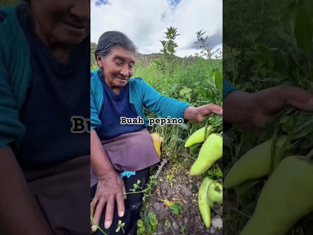 Buah Pepino #shortsvideo #tanamanbuah #fruit #viralshort #gardening #buah #garden #petani