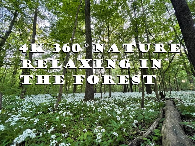 4K 360° Nature Relaxing in the Forest. Take your VR break, enjoy, relax in the woods & listen