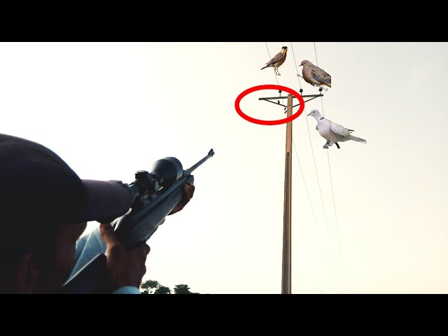 amazing hunting with air rifle ~ hunting with air gun ~hunting with air rifle youtube