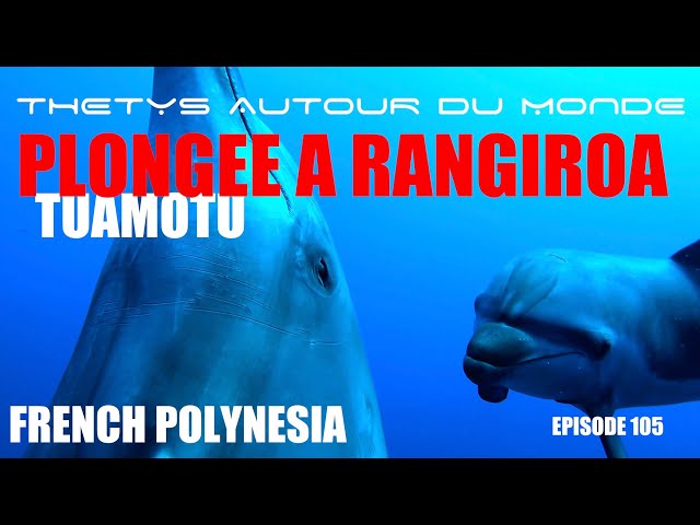 PLONGEE RANGIROA EPISODE 105