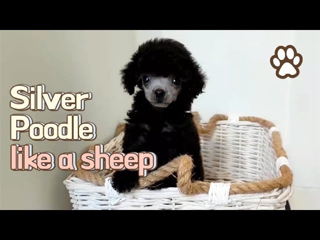 Teacup poodle for sale, Silver poodle - Teacup puppies KimsKennelUS