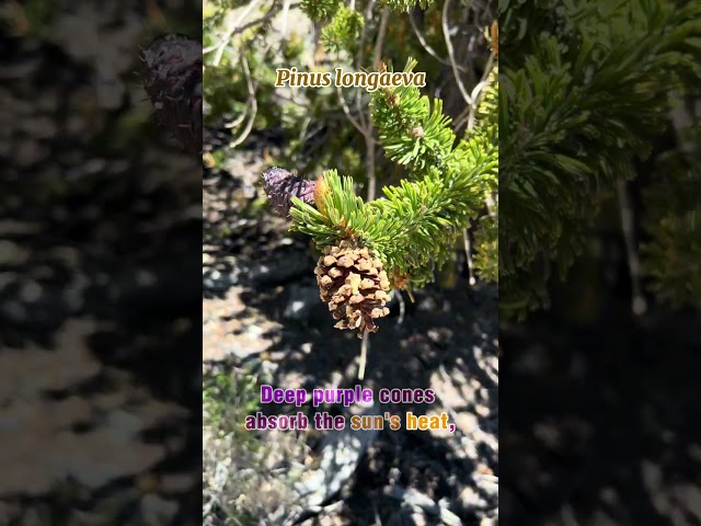 How Does The Oldest Tree Reproduce? (#nationalforest)