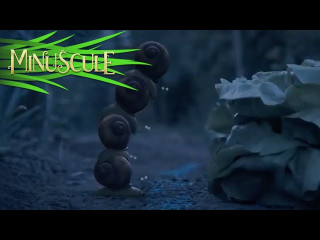 Minuscule - Night of the gastropods / La nuit des gastéropodes (Season 2)