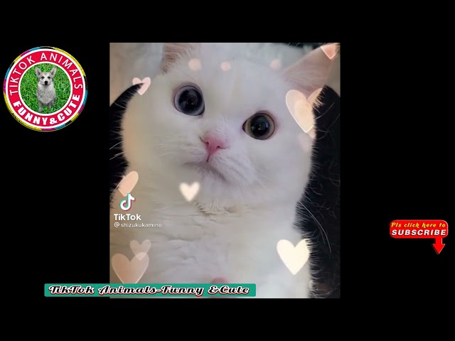 🐱TikTok Animals-Funny and Cute -Cat Video #11|| TikTok  Animals-Funny and Cute Channel.