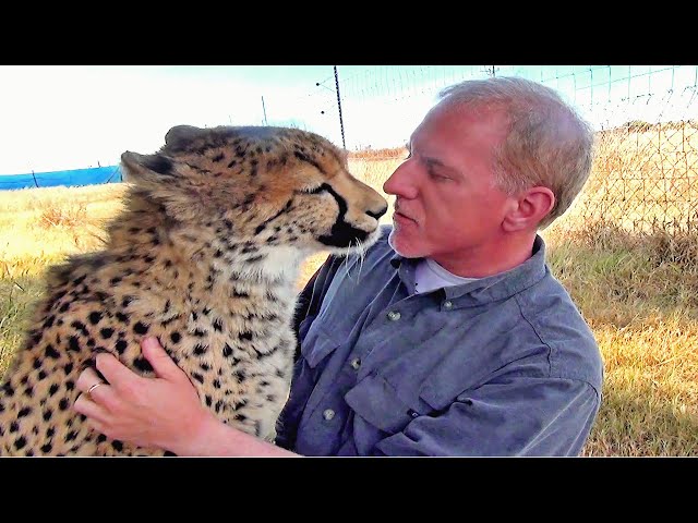 Man Reunites With African Cheetah BIG Cat After 1 Year Absence -  Do You Remember Me?  A Documentary