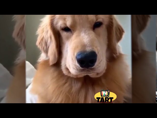 Cute Pets, Funny Animals, Laughter Therapy, Cuteness Overload, Funny Moments Compilation 7