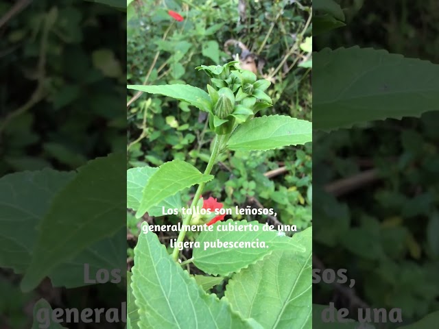 How Does This Amazing 3 Meter Tropical Plant Grow? Malvaviscus penduliflorus