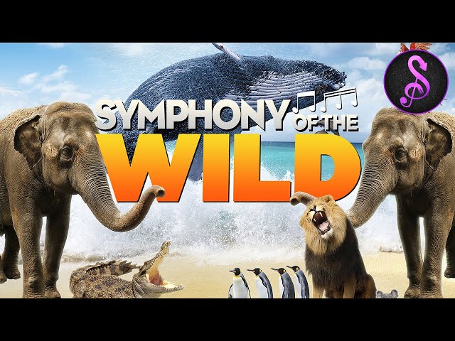 Symphony of the Wild | Full Music Documentary | Stream Music and More