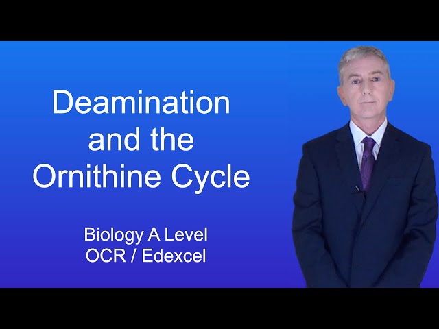 A Level Biology Revision (Year 13) "Deamination and the Ornithine Cycle"