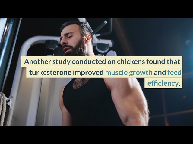 IS TURKESTERONE A STEROID???