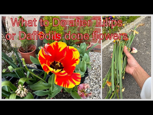 What to do after Tulips and Daffodils Bloom | How and Why Deadhead #Tulips #daffodil #flowers #how