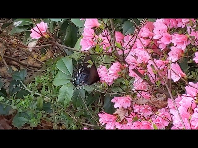 Papilio troilus ilioneus (spicebush swallowtail butterfly) at an azalea bush