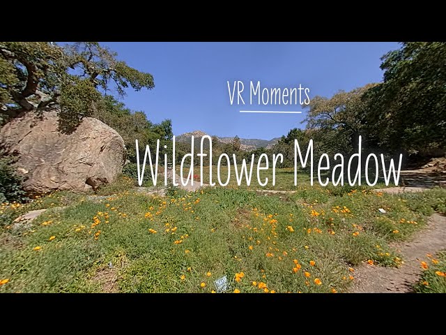 VR Moments in the Wildflower Meadow