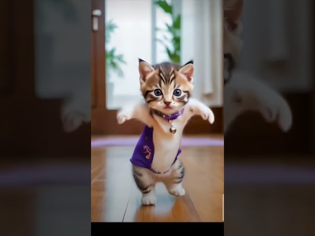 cute cats dance 🩰🩰😍 #catvideo #cats #catdancer