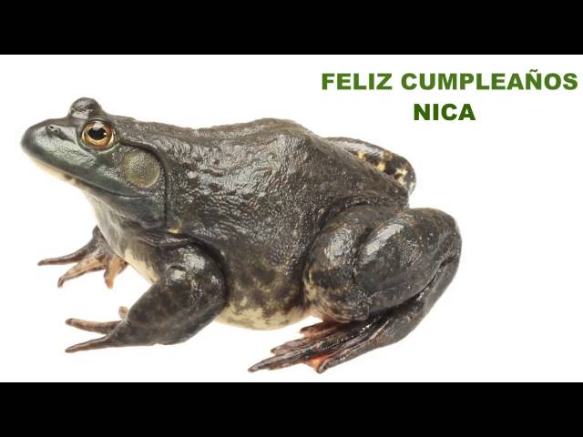 Nica   Animals & Animales - Happy Birthday