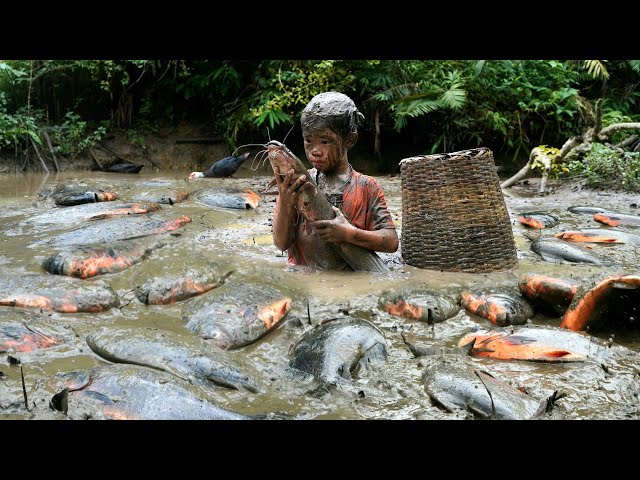 The most unique technique of catching fish in deep mud