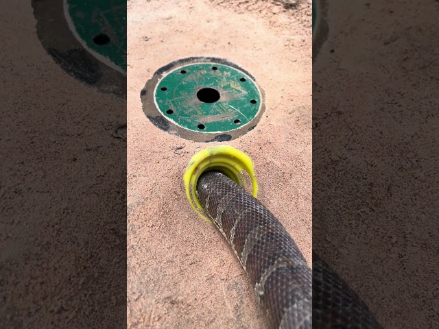 AMAZING FOREST #snake #cobra #animals #nature #kingcobra #knot