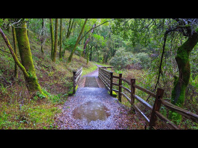 Rainy Walk through the Woods | Marin County, California 4K Nature Ambience