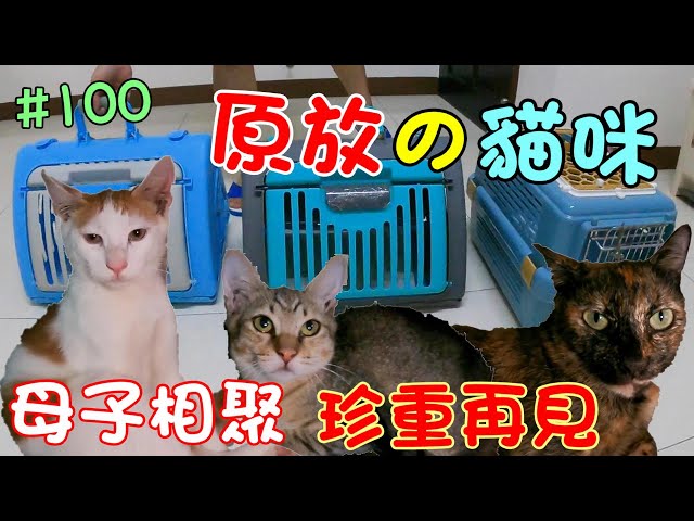 『貓咪的原放』母子相聚~珍重再見 Cat Story #100