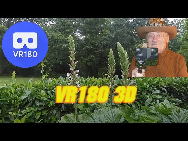 Insta360   EVO   VR180 3D   ALLONNES   Promenade matinale   18 juin 2024