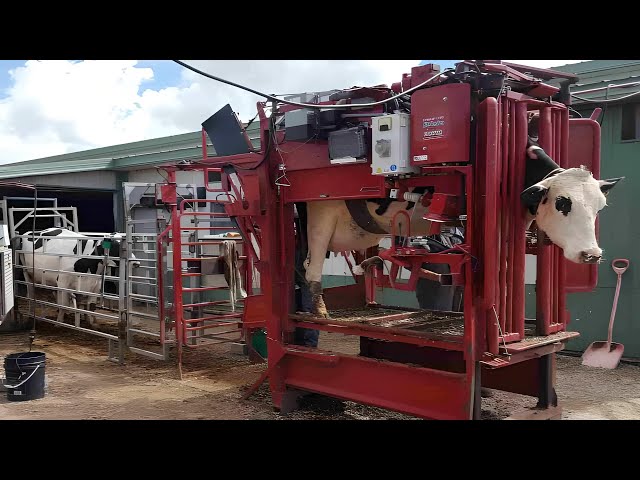 Cow Farrier in Action | Hoof Trimming and Cleaning Livestream