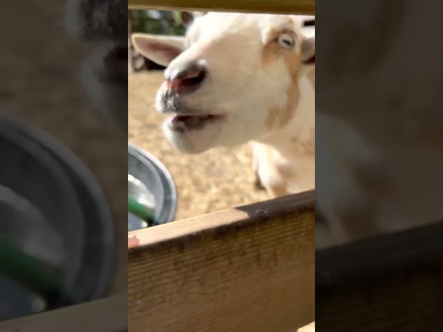 Talking goat