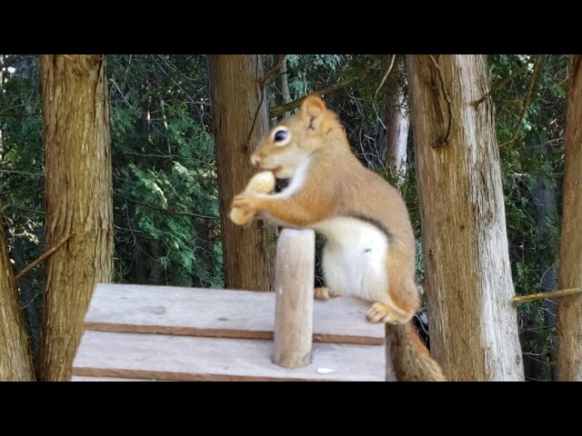 "A LIFE SIZED RED SQUIRREL!" @BackyardNatureBN