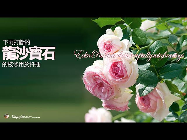 下雨打断的龙沙宝石枝条不要扔掉｜龙沙宝石的扦插｜｜Don't throw away Eden Rose branches that are interrupted by rain