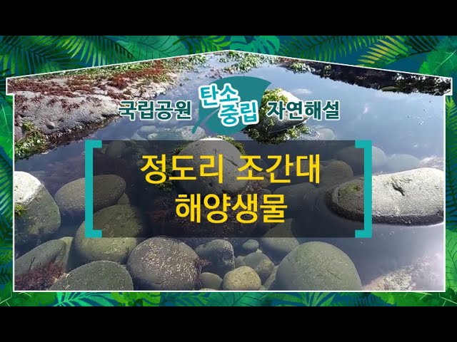 [다도해해상국립공원] 정도리 조간대 해양생물