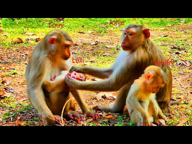 Baby Lexi c-ry & angry mama Jollie when Jollie reject her from her mama Louy