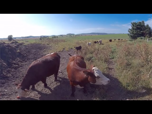 Farm Animals (360º)