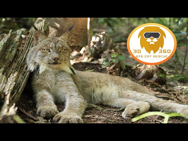 RELAX WITH OUR BIG CAT RESIDENTS!  3D 180VR