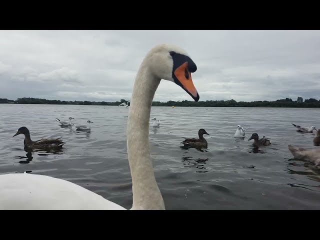 🇮🇪🦢 MUTE SWAN FAMILY🦢CYGNETS😍MALLARD DUCKS🦆GULLS🕊KINNEGO BAY IRELAND🇮🇪LIKE👍🙏FULL video IN site😇Relax