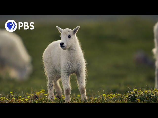 Lost Young Goat Searches for Mom