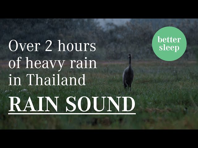 Over 2 Hours heavy rain in jungle in Thailand – Sleep Instantly