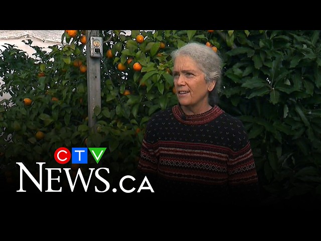 Meet the Canadian who cultivated a citrus orchard able to survive a Canadian winter