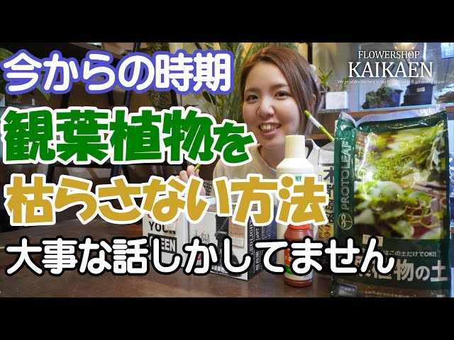 観葉植物　冬の時期　枯らさない方法　大事な話【おうちでガーデニング】開花園チャンネル