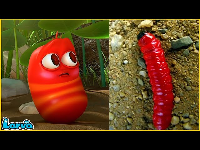 LARVA | Red And Yellow | CARTOON MOVIE FOR LIFE |THE BEST OF CARTOON | HILARIOUS CARTOON COMPILATION