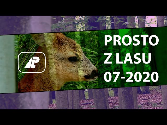 Prosto z lasu - 07-2020